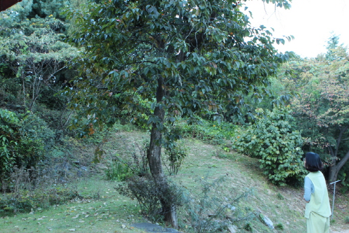 IMG_5261.JPG