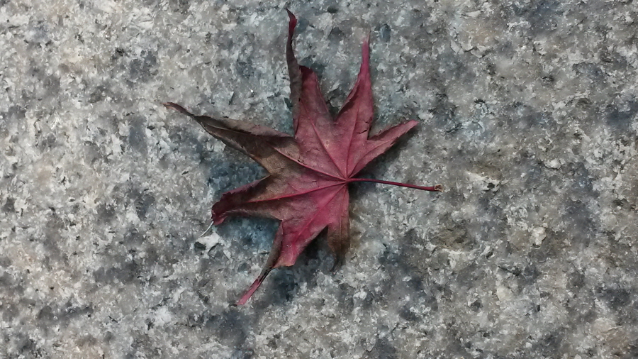 20151102_105759.jpg