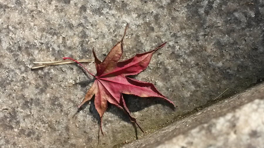 20151102_105751.jpg