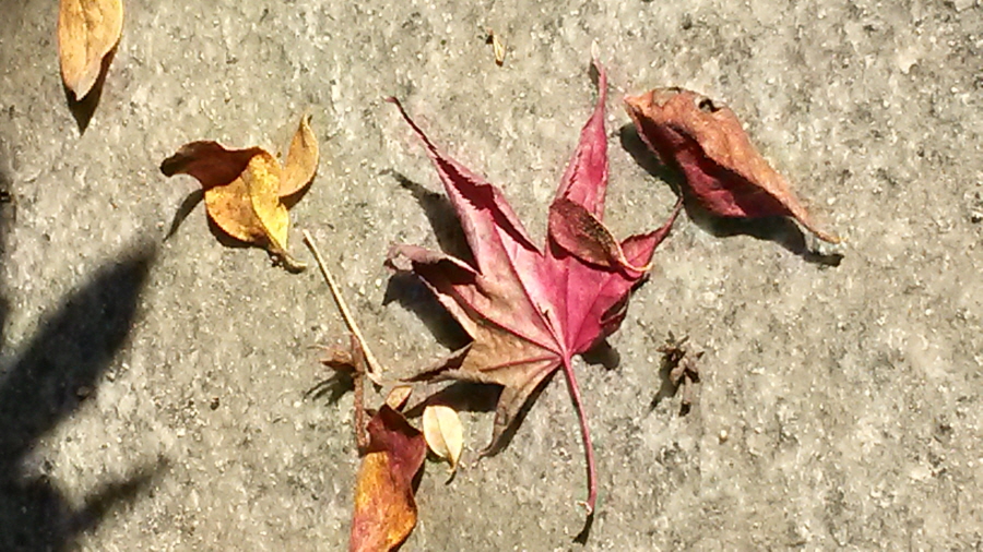20151102_105806.jpg
